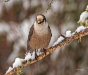 GrayJay001